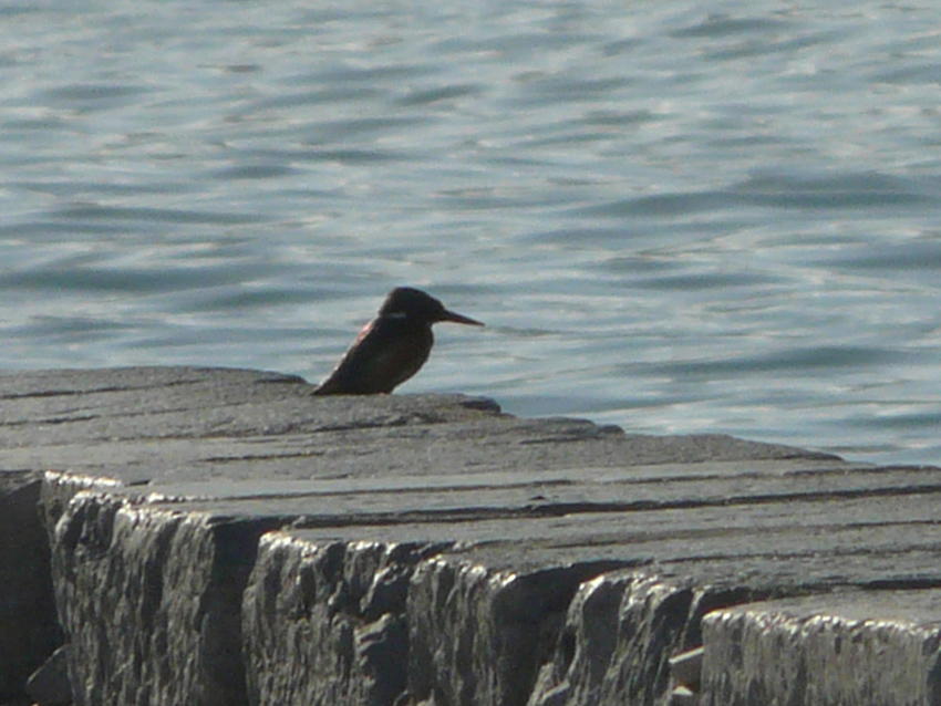 presenza del Martin pescatore
